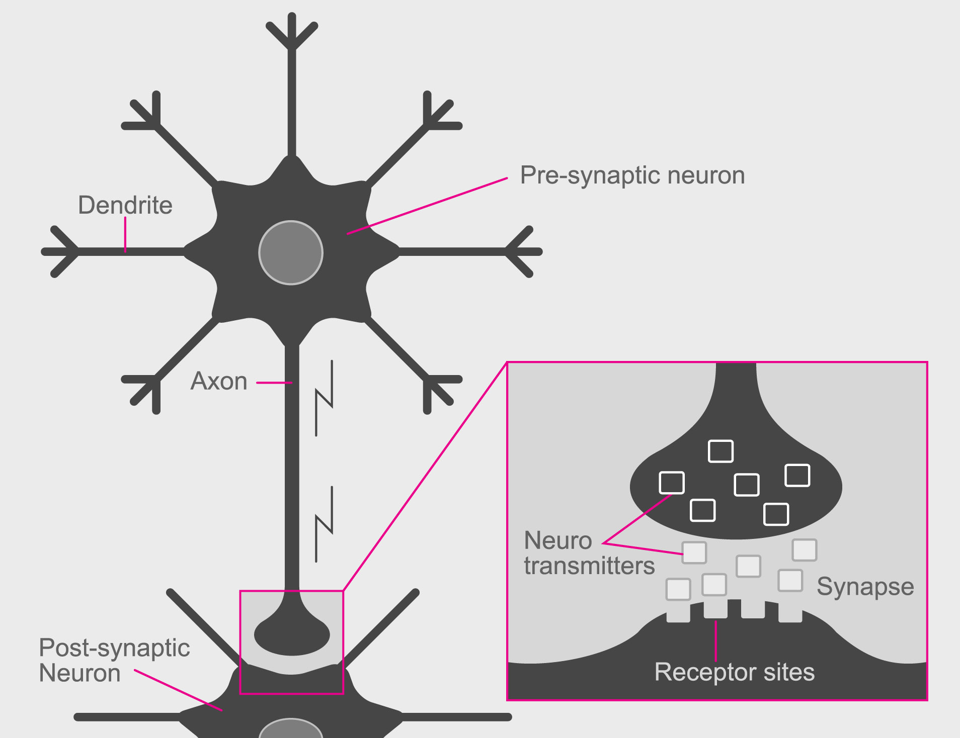 Diagram of how nerve signals travel